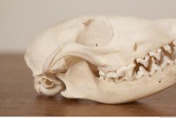 Photo References of Skull